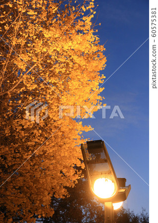 Streetlight and ginkgo (early and late) Streetlight and ginkgo (early and late) 60575381