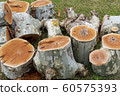 Felled tree 60575393