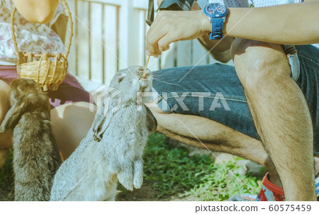 Mom and son feeding and petting rabbits  outside during spring time in garden. 60575459