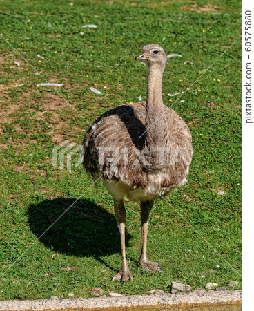 Darwin's rhea, Rhea pennata also known as the lesser rhea. 60575880