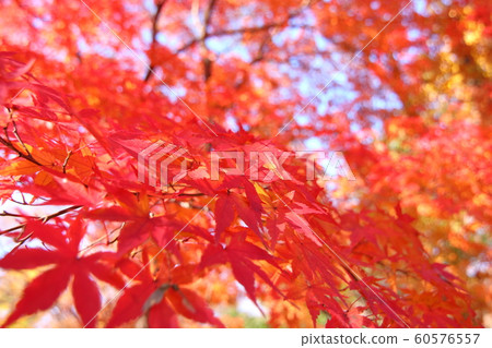 尺k公園秋葉 尺k公園秋葉 60576557