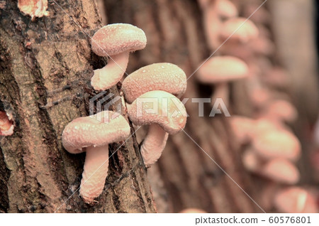 Log-cultivation Log-cultivation 60576801