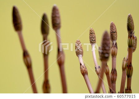 Tsukushi Tsukushi Sugina Sugina黃色背景 Tsukushi Tsukushi Sugina Sugina黃色背景 60577015