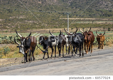 Brahman or Zebu bulls on the road to Gheralta in Tigray, Ethiopia Brahman or Zebu bulls on the road to Gheralta in Tigray, Ethiopia 60577024