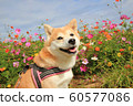 Shiba Inu和Cosmos Shiba Inu和Cosmos 60577086