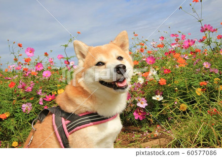 Shiba Inu和Cosmos Shiba Inu和Cosmos 60577086