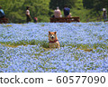 Nemophila領域的柴犬 Nemophila領域的柴犬 60577090
