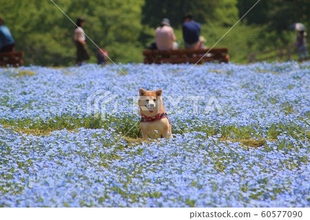 Nemophila領域的柴犬 Nemophila領域的柴犬 60577090