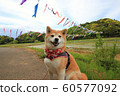柴犬和小ino 柴犬和小ino 60577092