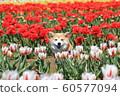 鬱金香領域的柴犬 鬱金香領域的柴犬 60577094