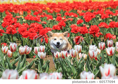 鬱金香領域的柴犬 鬱金香領域的柴犬 60577094