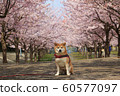 柴犬和櫻花納米2 柴犬和櫻花納米2 60577097
