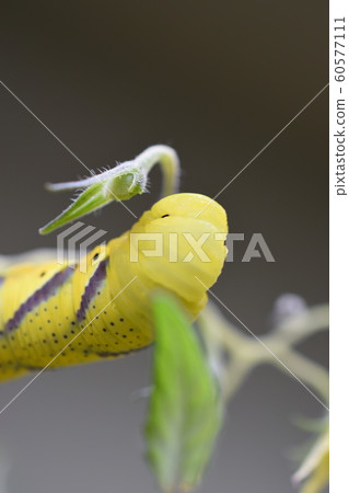 Suzumega擴張 Suzumega擴張 60577111