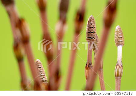 Tsukushi Tsukushi Sugina Sugina綠色背景 Tsukushi Tsukushi Sugina Sugina綠色背景 60577112