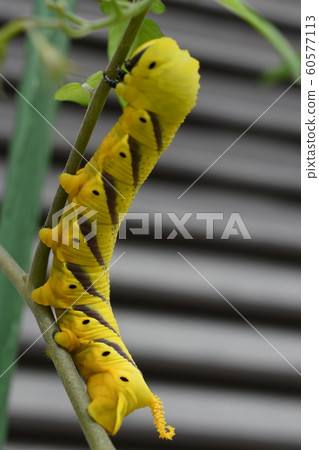 天蛾 天蛾 60577113