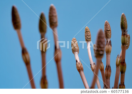 Tsukushi Tsukushi Sugina Sugina藍色背景 Tsukushi Tsukushi Sugina Sugina藍色背景 60577136