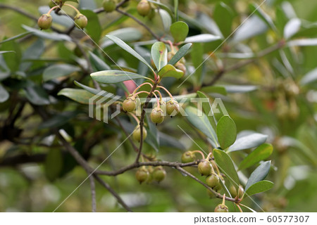 Mock of the tree 60577307