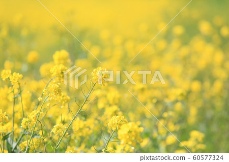 Mustard (rapeseed) community Mustard (rapeseed) community 60577324