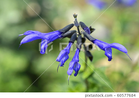 Salvia Guaranitica 60577684