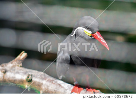 Wildlife scene from nature. Black bird with red Wildlife scene from nature. Black bird with red 60578672