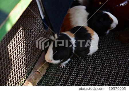 Guinea pig Guinea pig 60579005