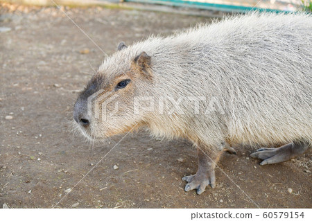 Capybara 60579154