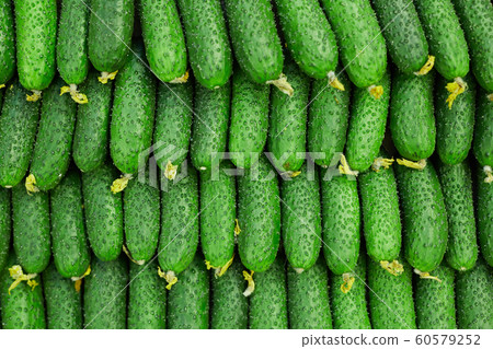 Background Image of Fresh Cucumbers Background Image of Fresh Cucumbers 60579252