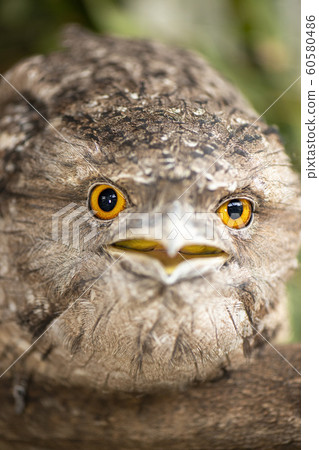 Tawny Frogmouth Tawny Frogmouth 60580486