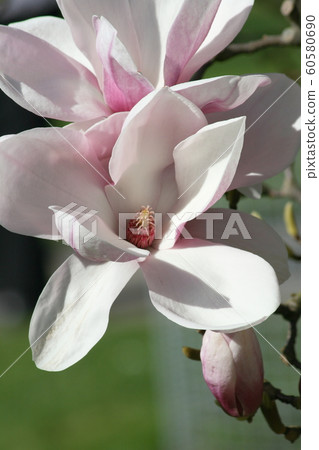 Magnoliaflower Magnoliaflower 60580690
