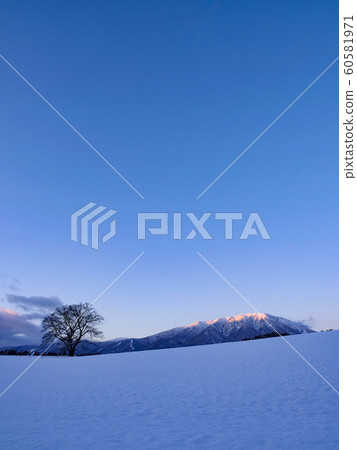 風景圖片岩手縣岩手山小岩井農場冬季第一櫻花 風景圖片岩手縣岩手山小岩井農場冬季第一櫻花 60581971