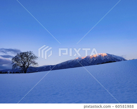 Landscape Photo Koiwai Farm Winter One Cherry Blossom, Mount Iwate, Iwate Prefecture 60581988