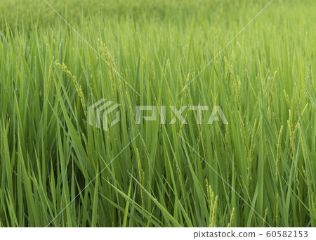 Rice earned her face Rice earned her face 60582153