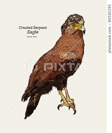 The crested serpent eagle (Spilornis cheela), hand 60582293