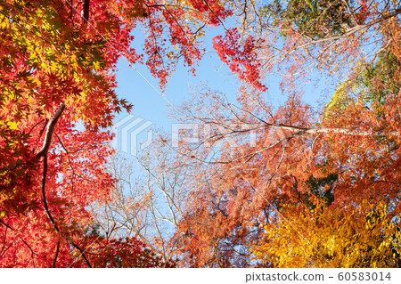 Colorful autumn leaves and autumn blue sky 60583014