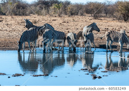 A group of Zebras in Etosha A group of Zebras in Etosha 60583249