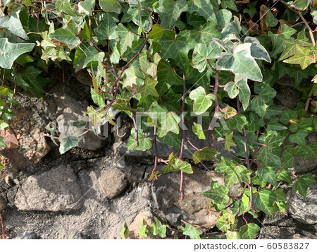 Ishigaki Ivy 60583827