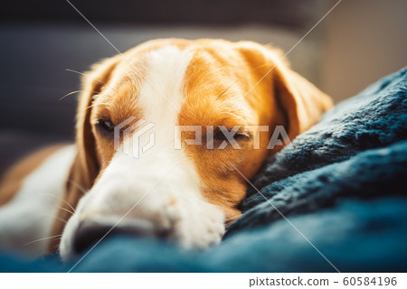 Beagle dog tired sleeps on a couch 60584196