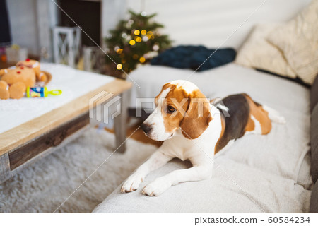 Dog indoors on a sofa portrait in bright room. Dog background Dog indoors on a sofa portrait in bright room. Dog background 60584234