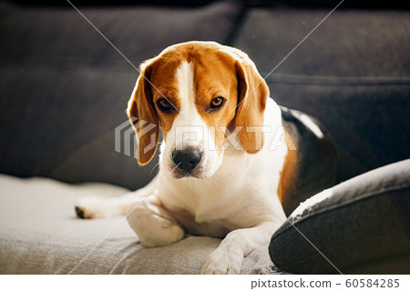 Dog indoors on a sofa portrait in bright room. Dog background Dog indoors on a sofa portrait in bright room. Dog background 60584285