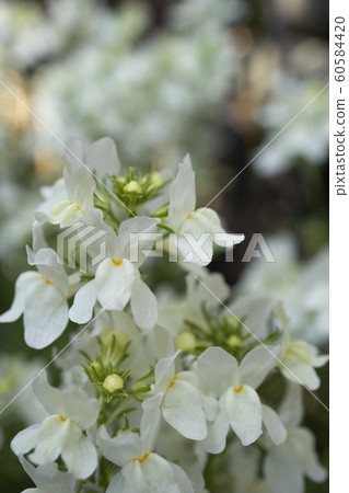 White nemesia flower on blurred background 60584420