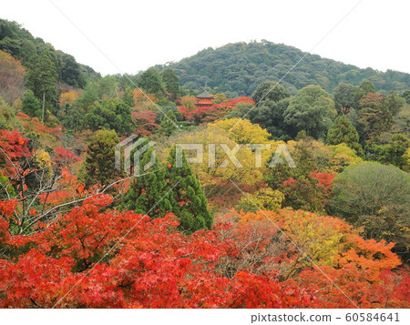 秋天的落葉，在京都的頂峰 60584641