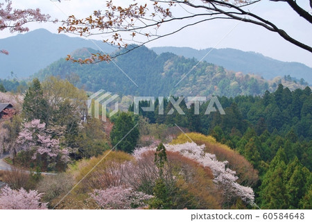 Yoshinoyama櫻花的風景 Yoshinoyama櫻花的風景 60584648