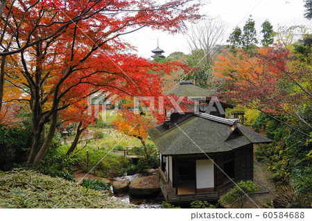 December 558 Mie Tower of Yokohama and autumn leaves of Sanchokaku, Sankeien 60584688