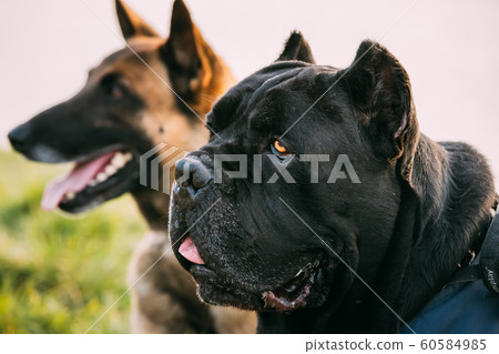 Red Malinois Dog And Black Cane Corso Dog Sitting Together In Grass. Close Up Red Malinois Dog And Black Cane Corso Dog Sitting Together In Grass. Close Up 60584985