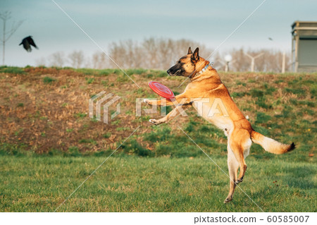 Malinois Dog Play Jumping Running With Plate Toy Outdoor In Park. Belgian Sheepdog Are Active, Intelligent, Friendly, Protective, Alert And Hard-working. Belgium, Chien De Berger Belge Dog Malinois Dog Play Jumping Running With Plate Toy Outdoor In Park. Belgian Sheepdog Are Active, Intelligent, Friendly, Protective, Alert And Hard-working. Belgium, Chien De Berger Belge Dog 60585007