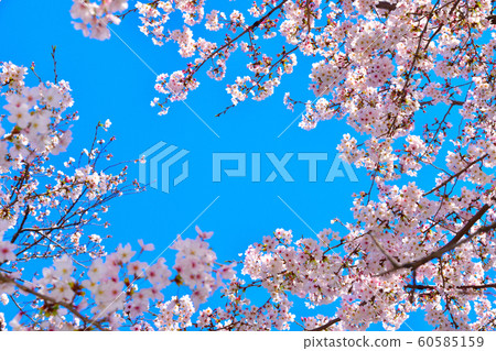 Aii Yoshino Aozora Aii Yoshino Aozora 60585159