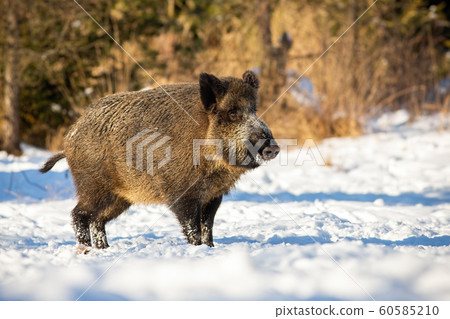Wild boar, sus scrofa, standing and listening on a glade in winter 60585210