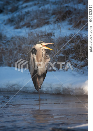 Wild heron standing on ice in winter early in the morning 60585213