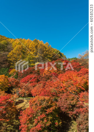 Autumn of Momiji Lake Minowacho, Kamiina-gun 60585233