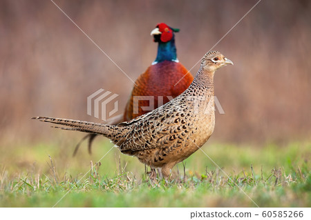 Couple of common pheasant on a meadow in springtime Couple of common pheasant on a meadow in springtime 60585266